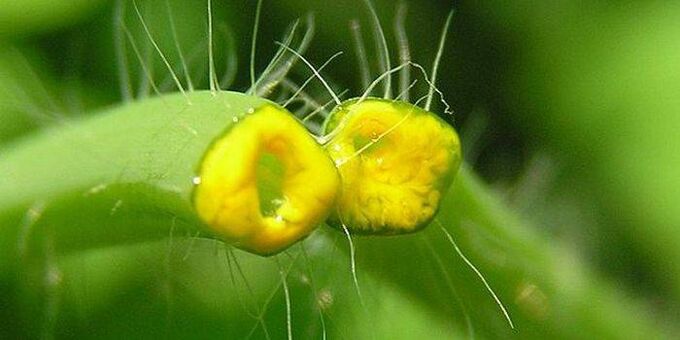 celandine Kraiderjus aus Papillome